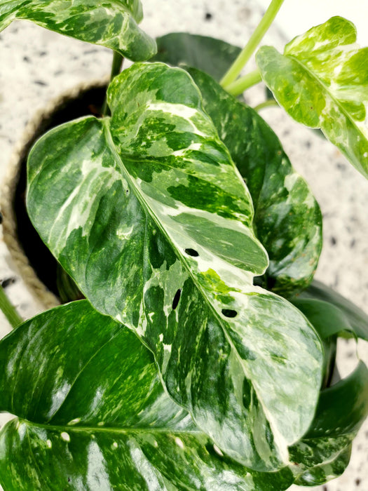 Scindapsus pinnatum variegata