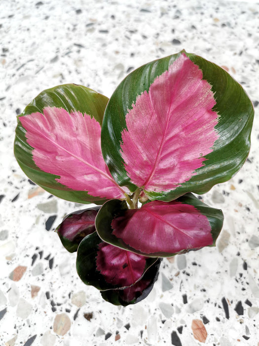 Calathea crimson