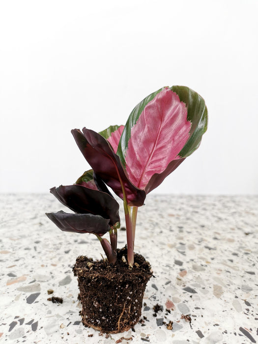Calathea crimson