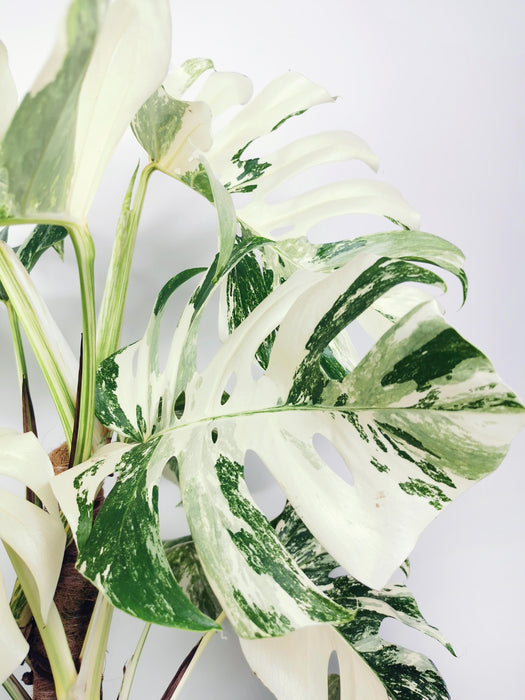 Monstera variegata - variegations ++