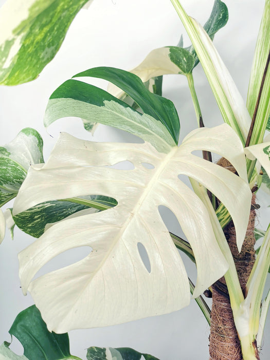Monstera variegata - variegations ++