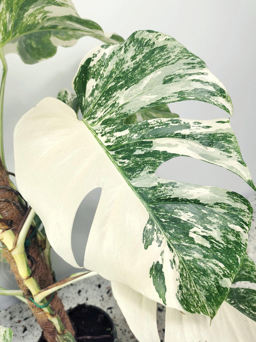 Monstera variegata - variegations ++
