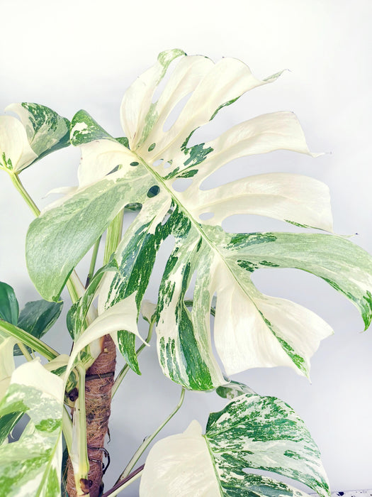 Monstera variegata - variegations ++