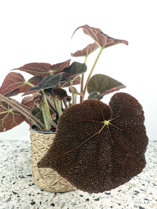Begonia masoniana river