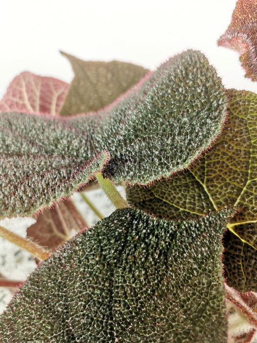 Begonia masoniana river