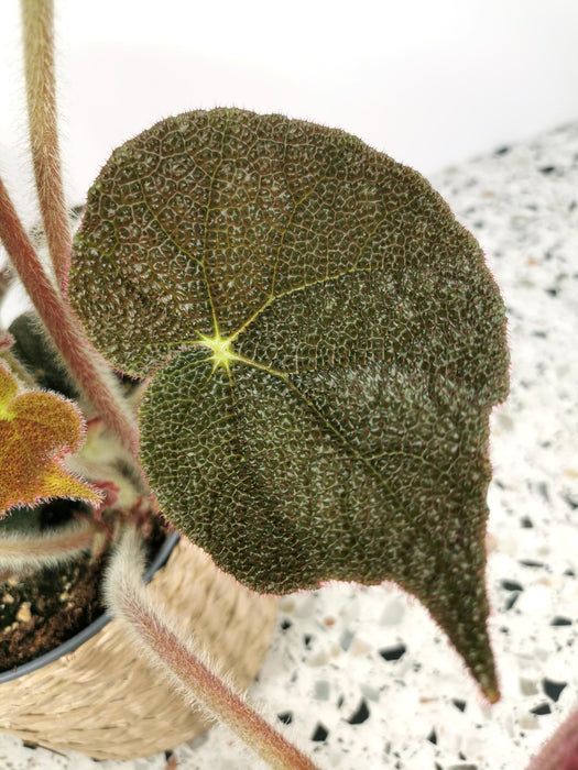 Begonia masoniana river