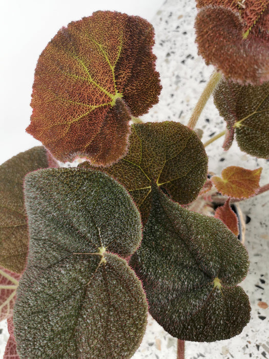 Begonia masoniana river