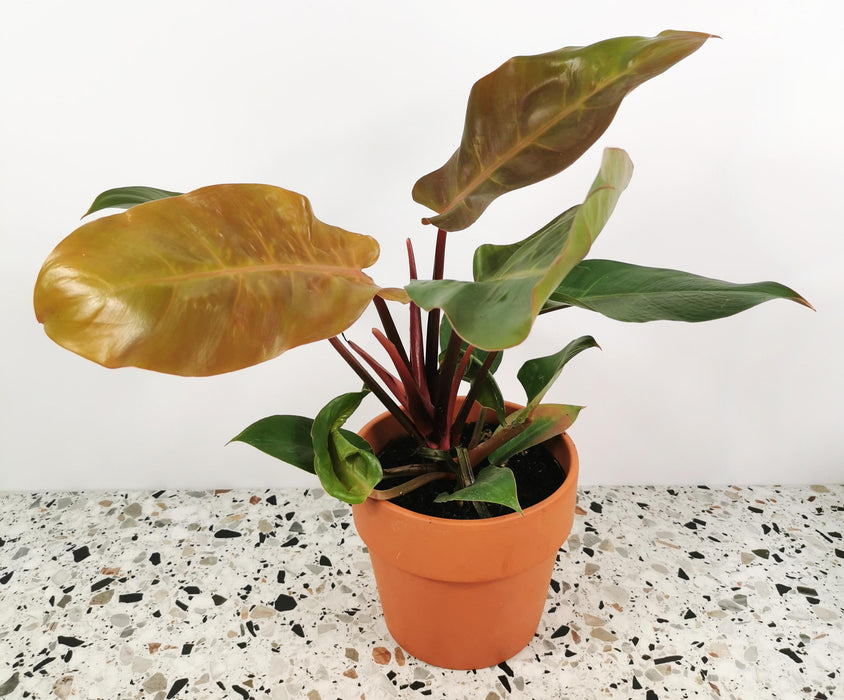 Philodendron prince of orange - Large