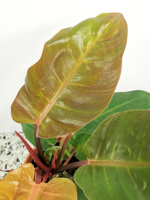 Philodendron prince of orange - Large