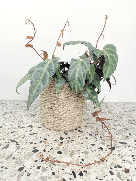 Cissus amazonica