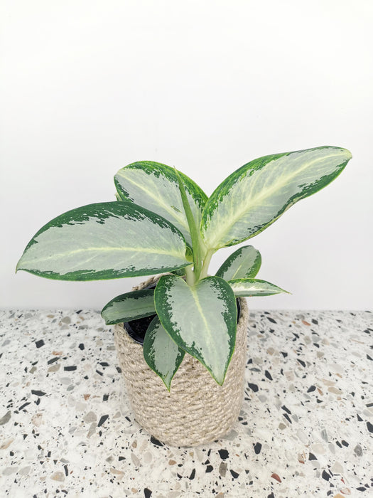 Aglaonema silver blue