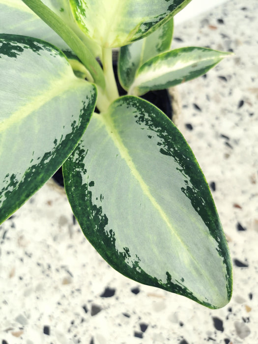 Aglaonema silver blue