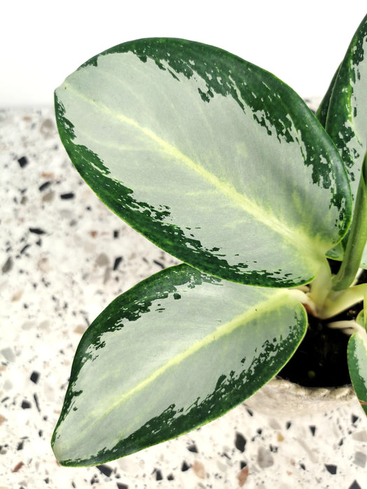 Aglaonema silver blue