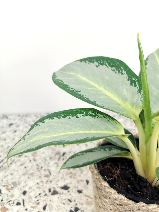 Aglaonema silver blue