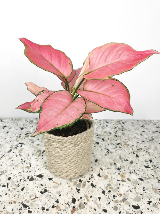 Aglaonema pink star