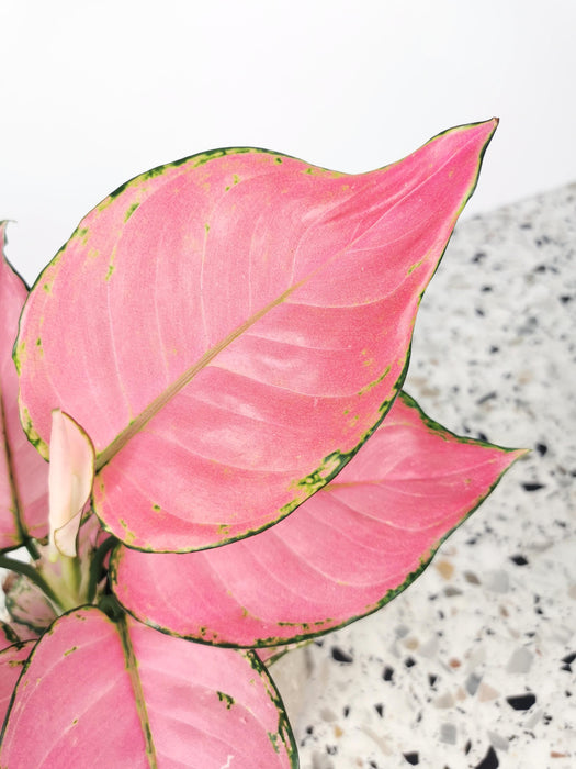 Aglaonema pink star