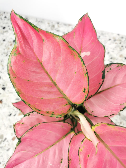 Aglaonema pink star