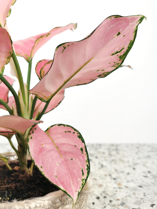 Aglaonema pink star