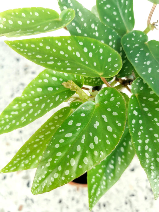 Begonia tamaya (albopicta)