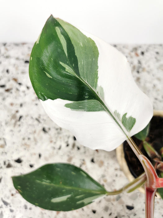 Philodendron white knight - Médium