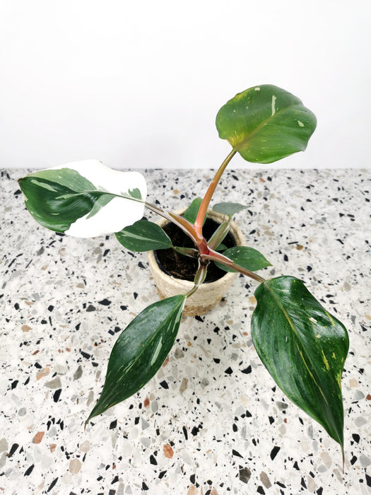 Philodendron white knight - Médium