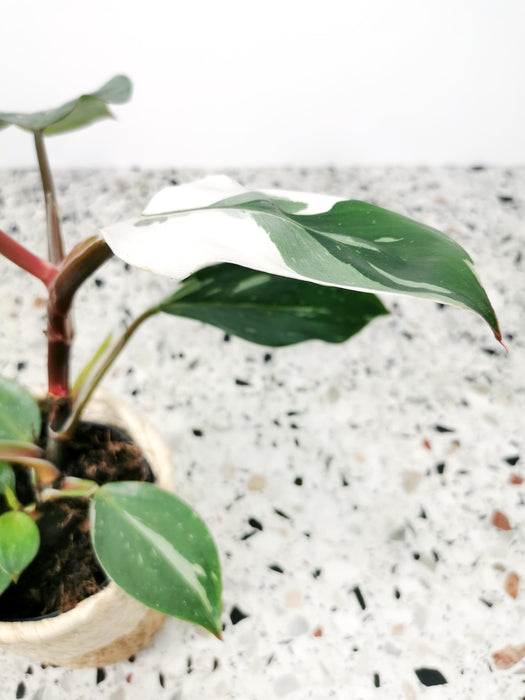 Philodendron white knight - Médium