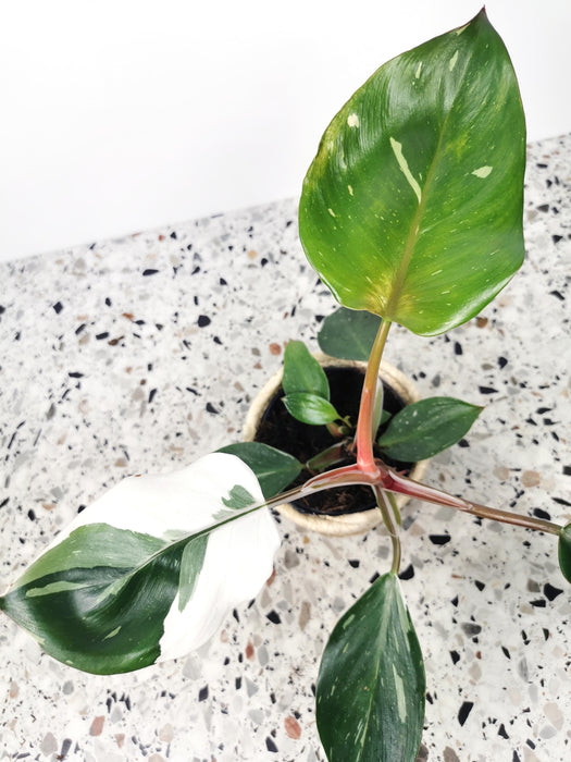 Philodendron white knight - Médium