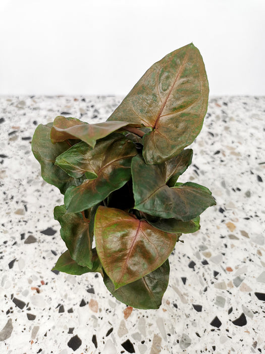 Syngonium maria allusion