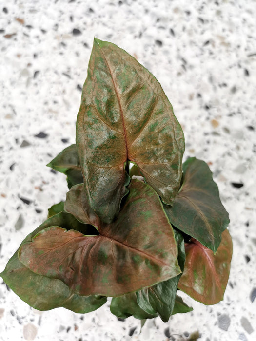 Syngonium maria allusion