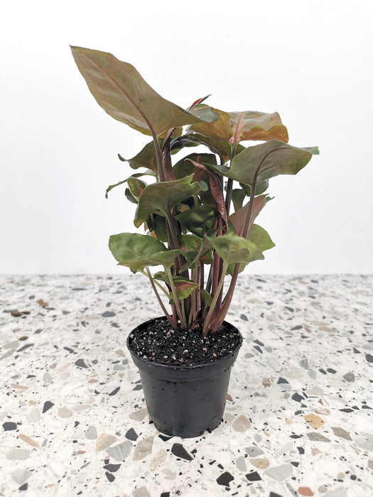Syngonium maria allusion
