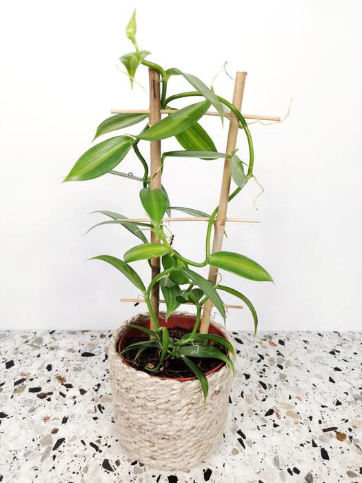 Vanilla planifolia "panachée"