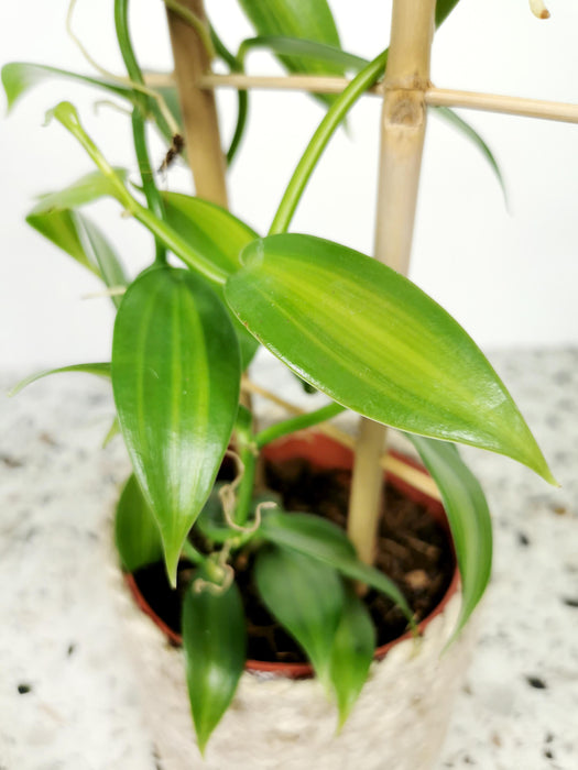 Vanilla planifolia "panachée"