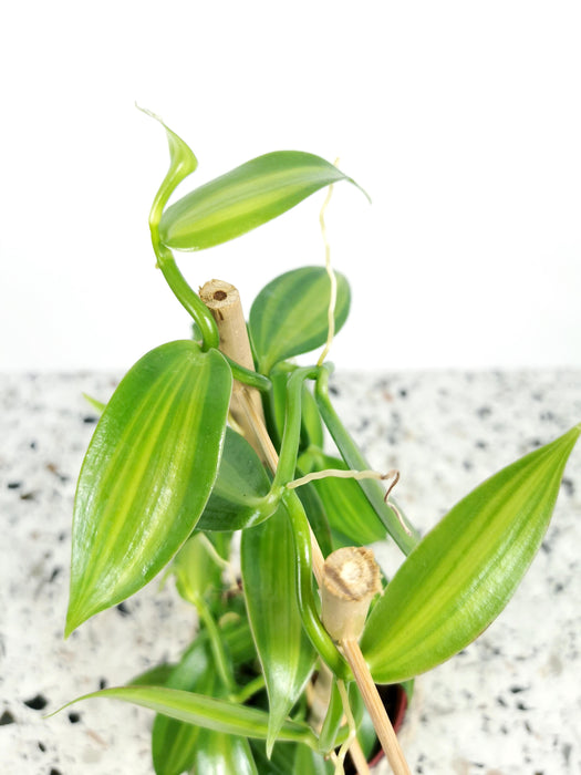 Vanilla planifolia "panachée"