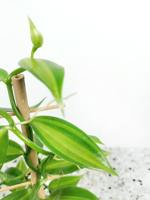 Vanilla planifolia "panachée"