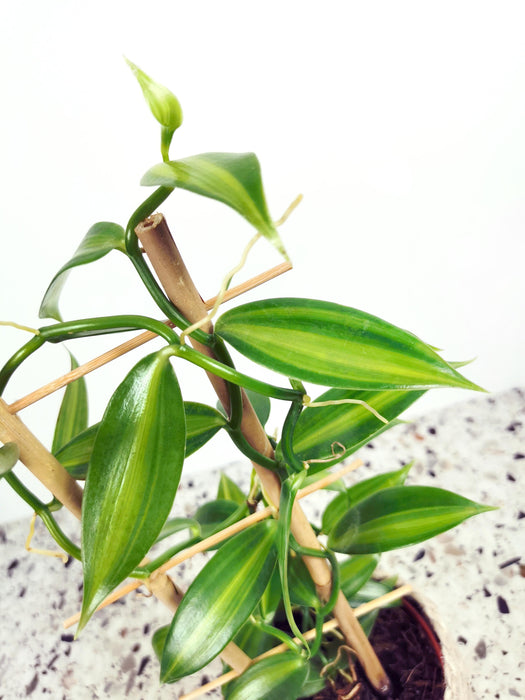 Vanilla planifolia "panachée"