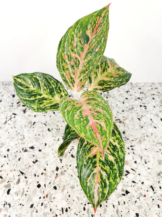 Aglaonema pink spot