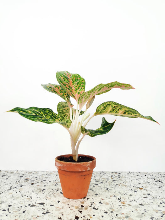 Aglaonema pink spot