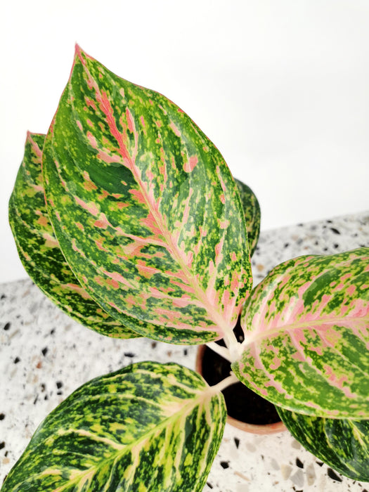 Aglaonema pink spot