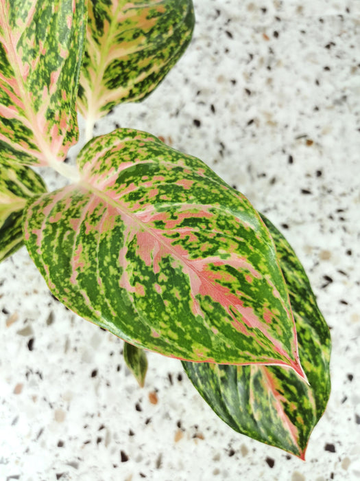 Aglaonema pink spot