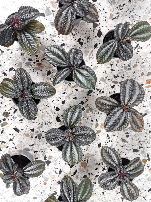Pilea norfolk