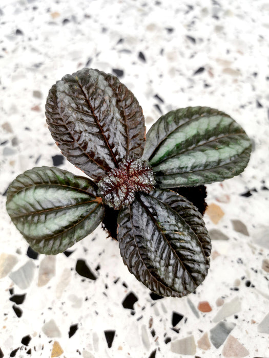 Pilea norfolk