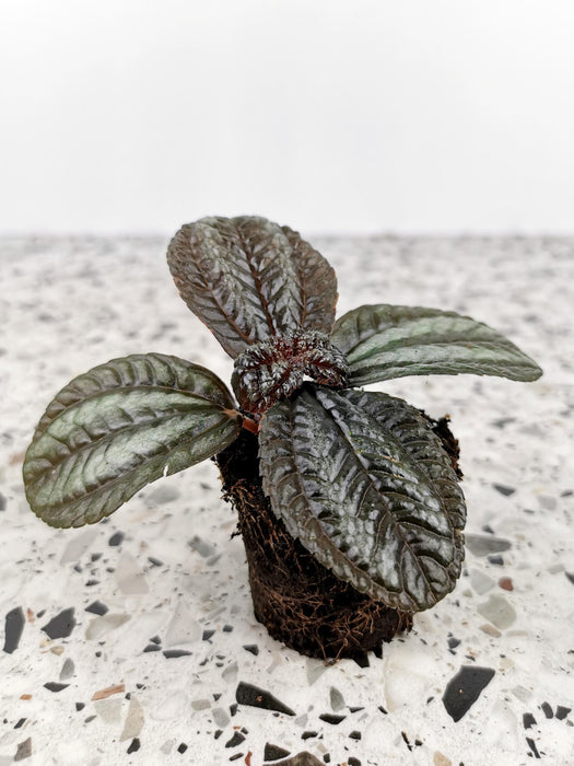 Pilea norfolk