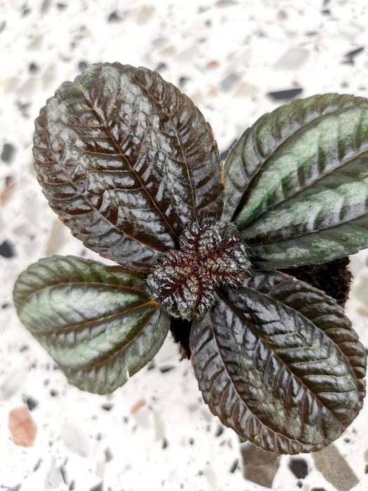 Pilea norfolk