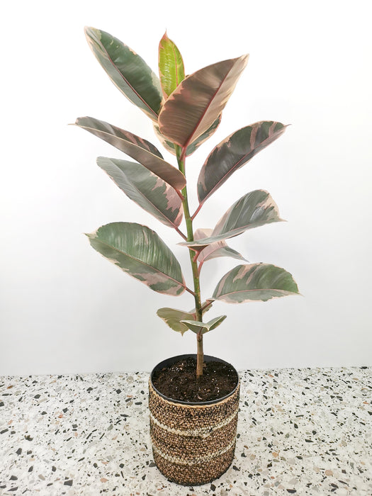 Ficus elastica belize