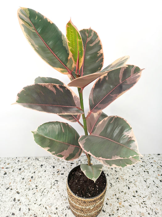 Ficus elastica belize