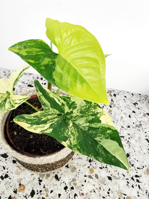 Syngonium aurea variegata - small