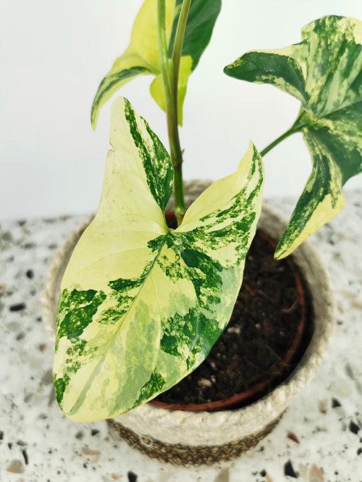 Syngonium aurea variegata - small