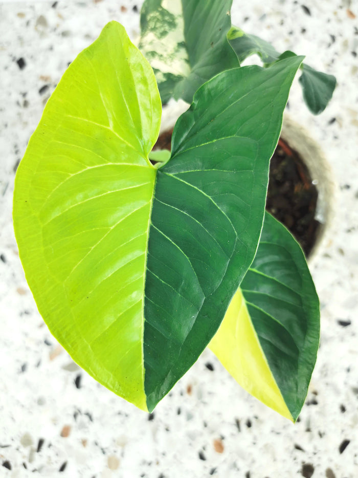 Syngonium