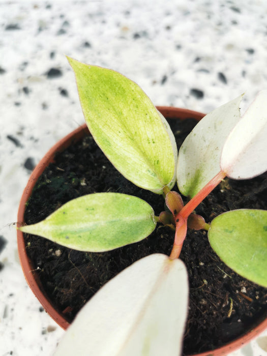 Philodendron snowdrift