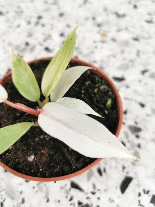 Philodendron snowdrift